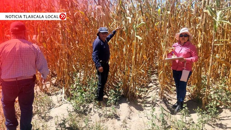 SIA-refuerza-evaluación-de-cultivos-afectados-por-falta-de-lluvias_web